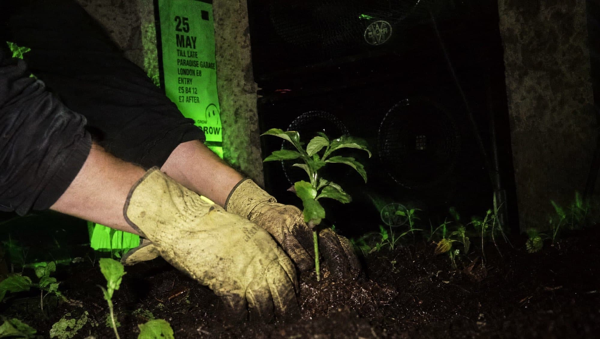 Hands planting a seedling at night next to a speaker stack