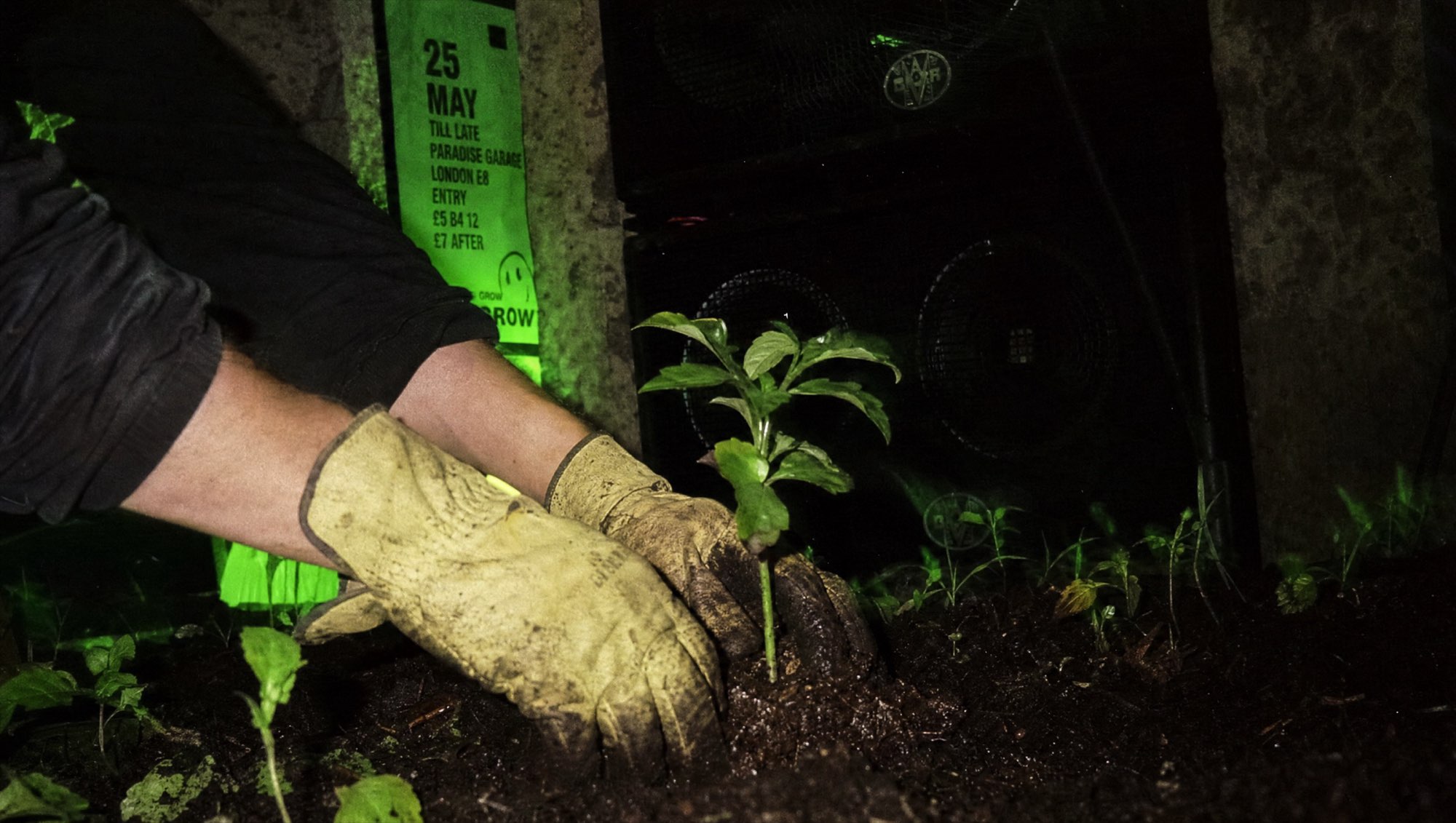 Hands planting a seedling at night next to a speaker stack